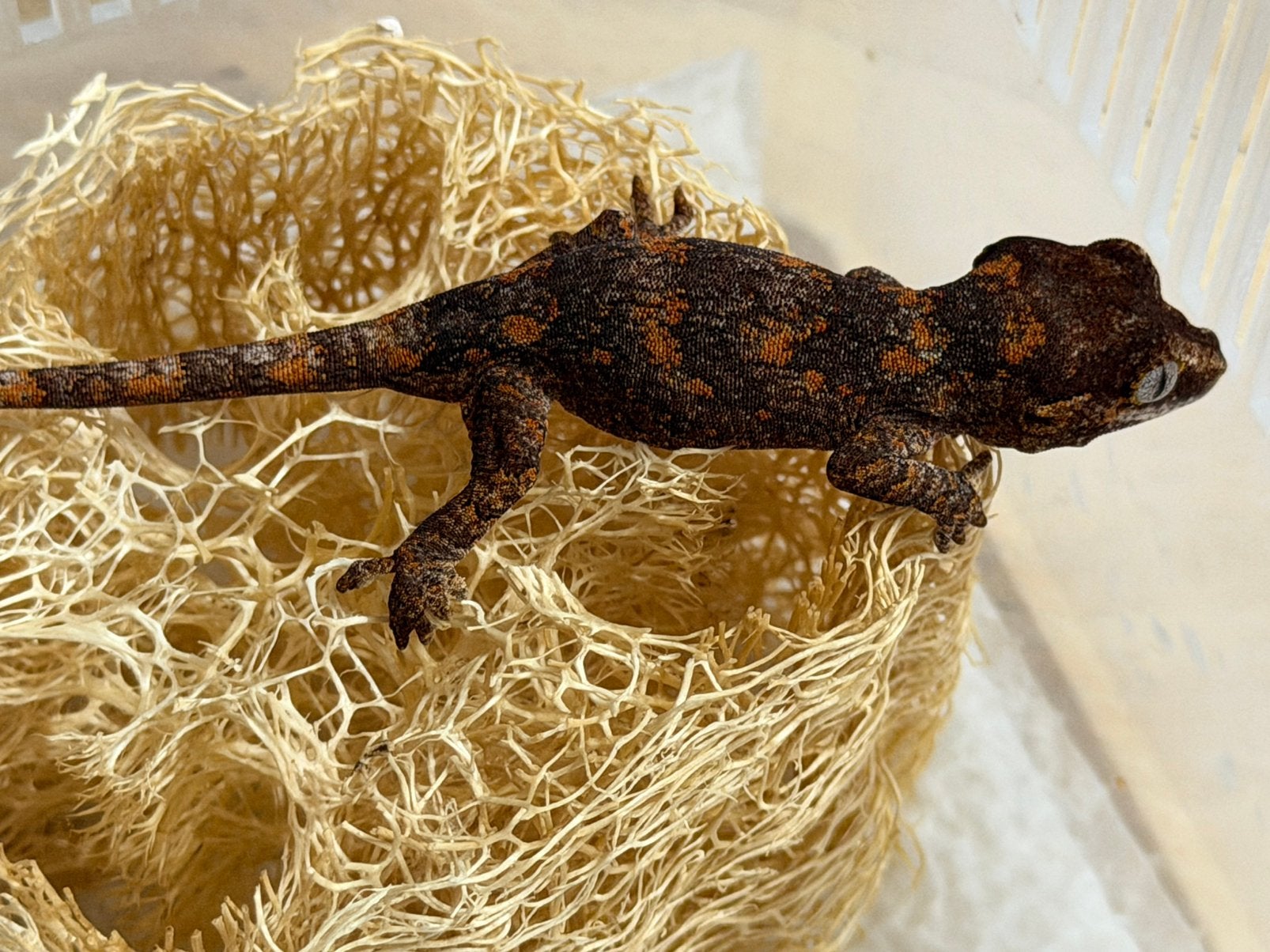 Gargoyle gecko blotched, Dieren en Toebehoren, Hagedis, 0 tot 2 jaar