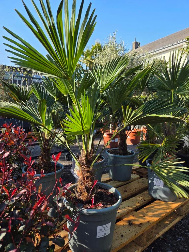 Palmboom Trachycarpus Wagnerianus, Ophalen, Halfschaduw, Palmboom