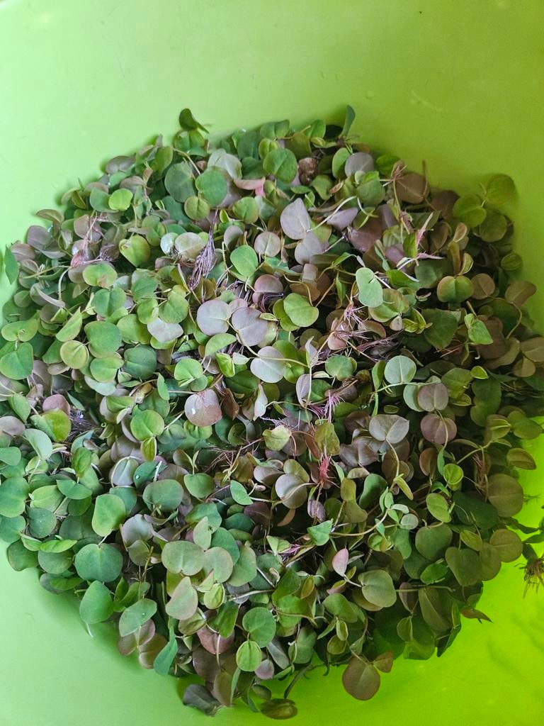Red root floaters, Phyllanthus fluitans, Dieren en Toebehoren, Vissen | Aquaria en Toebehoren, Ophalen