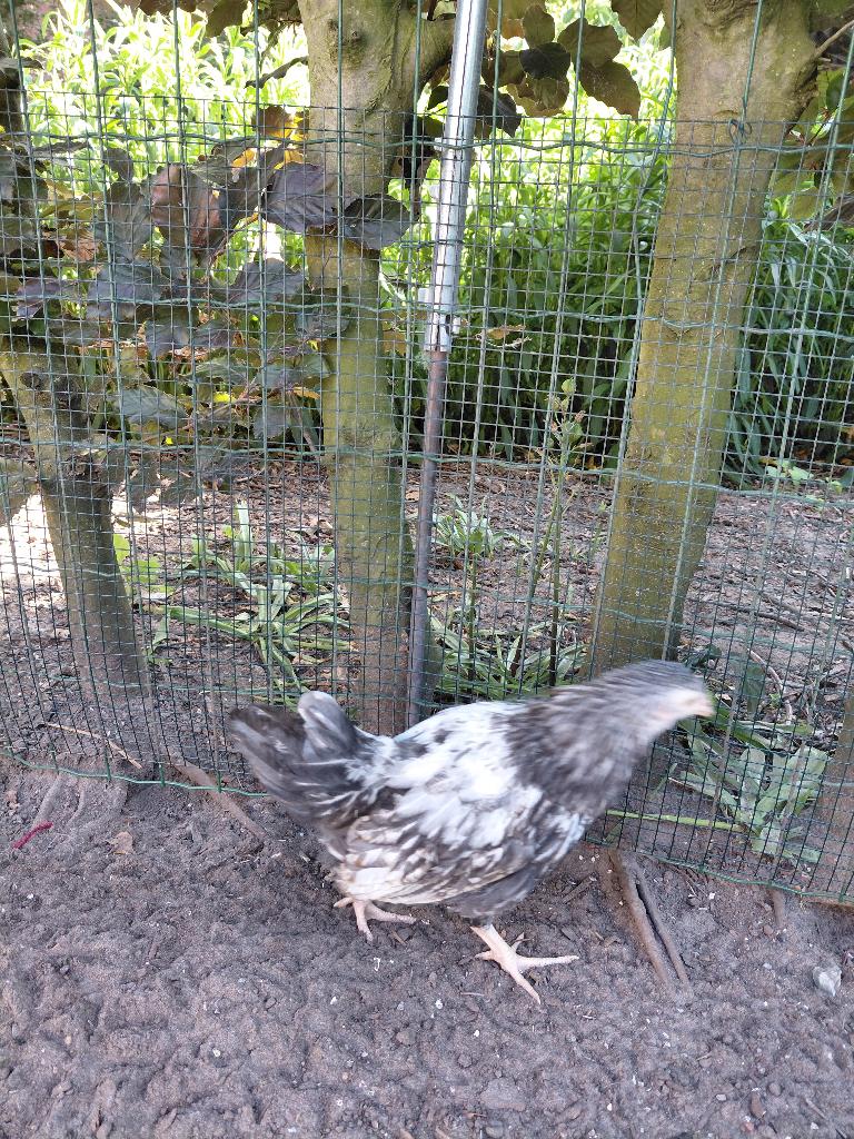 Haan, Animaux & Accessoires, Mâle, Poule ou poulet