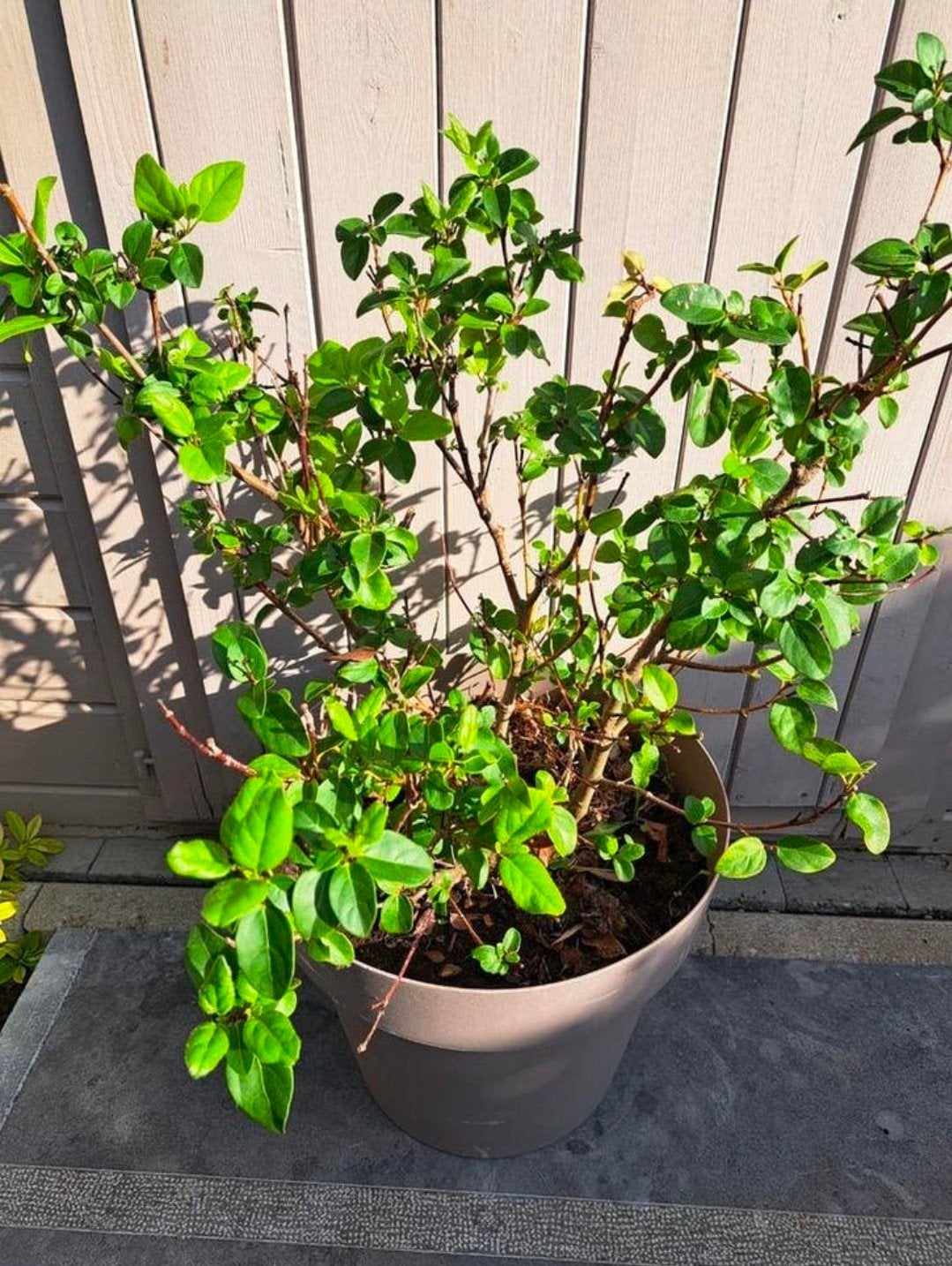 Osmanthus Burkwoodii - plant in pot van +/- 60 cm, Ophalen, Struik