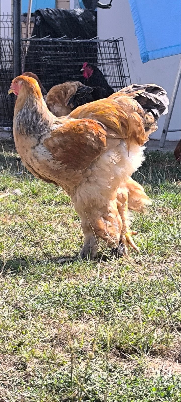 forse brahma haan, Dieren en Toebehoren, Pluimvee