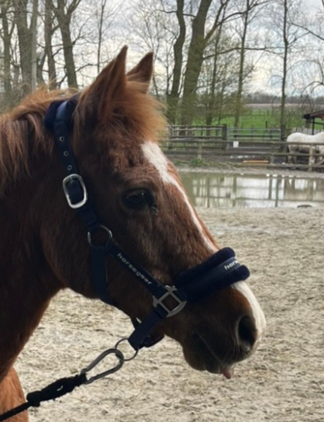 Halster te koop!, Animaux & Accessoires, Chevaux & Poneys | Autres trucs de cheval, Enlèvement ou Envoi, Utilisé