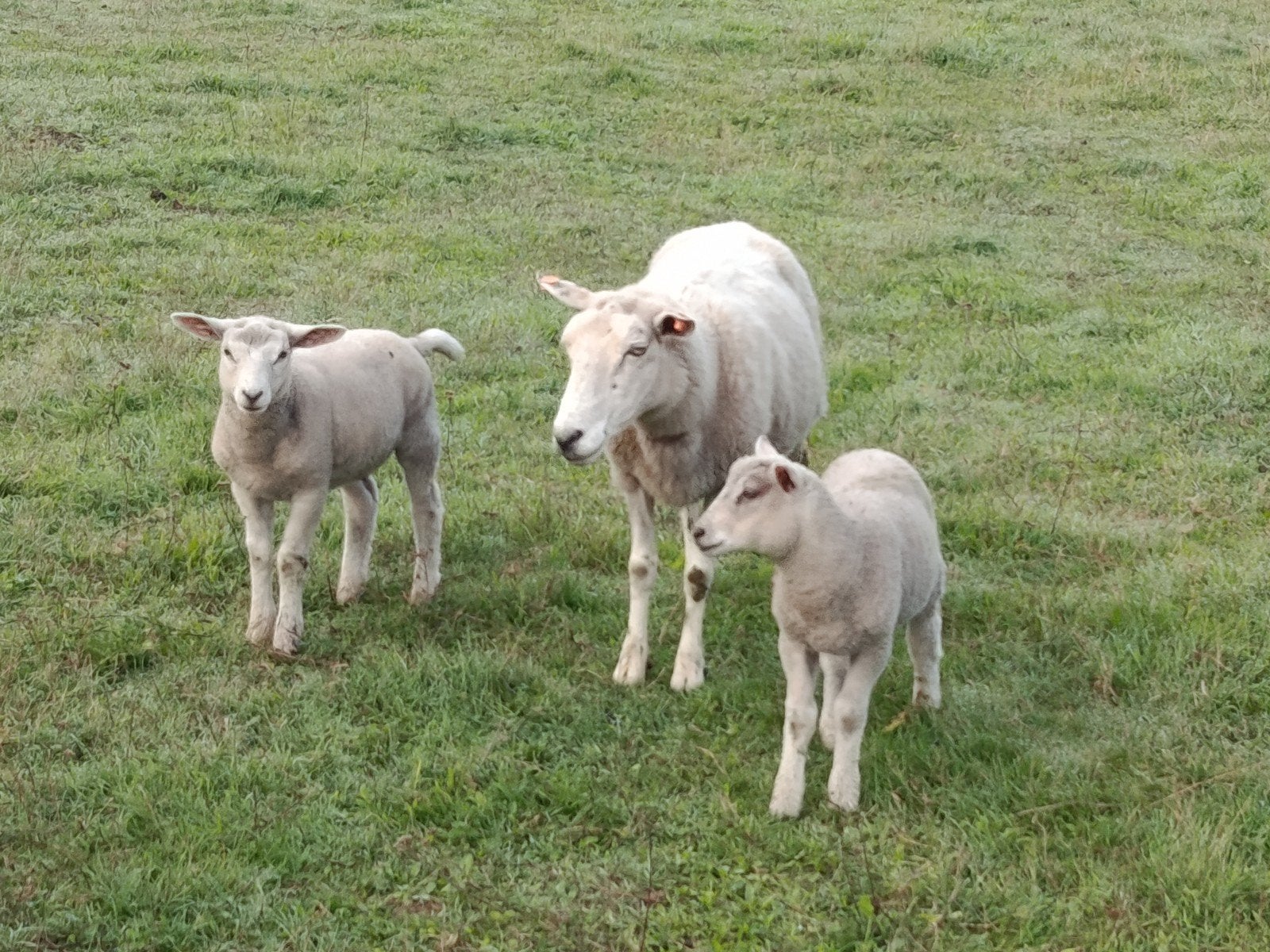 ooi met twee lammeren, Dieren en Toebehoren