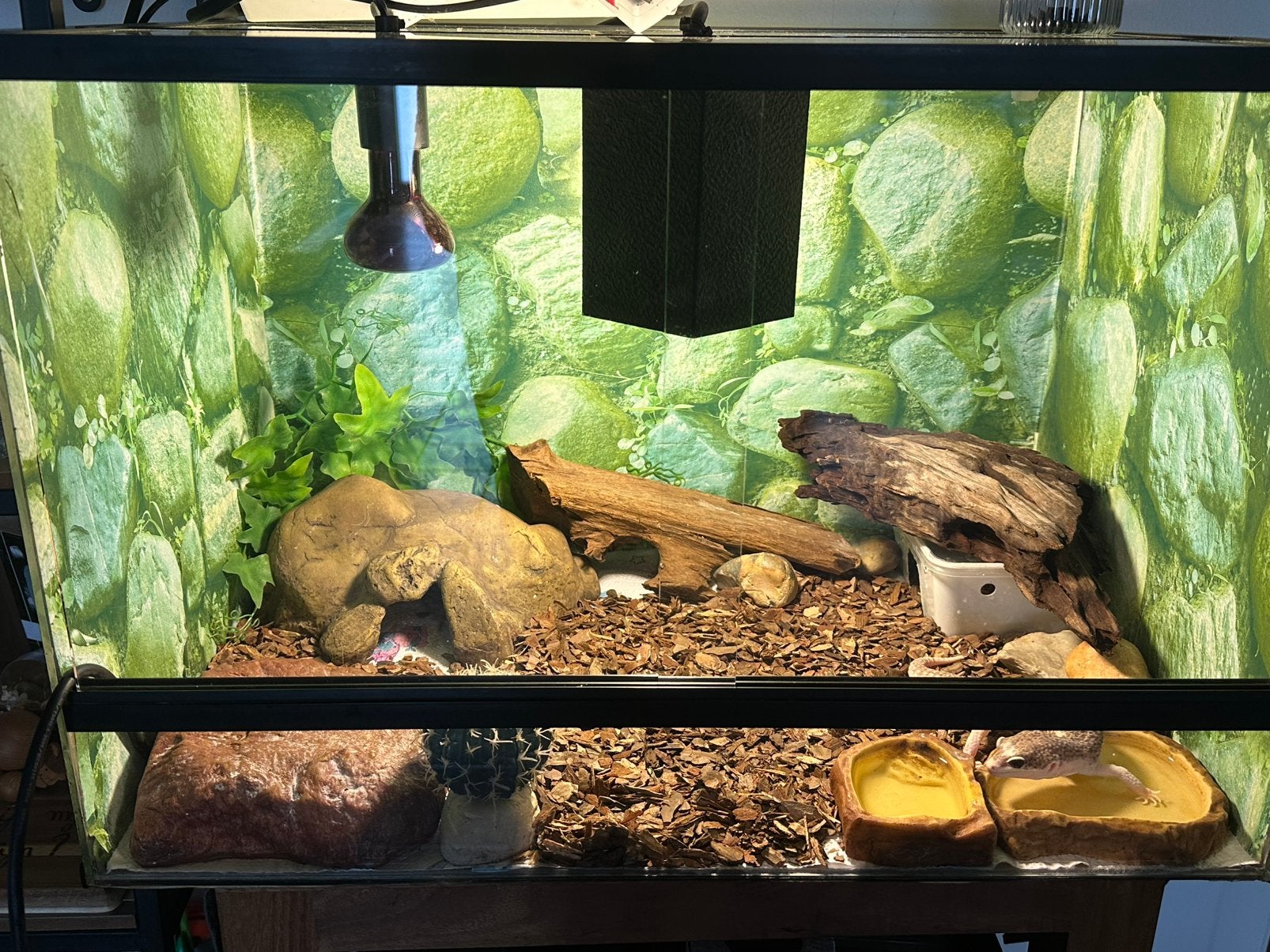 Terrarium reptiel, Ophalen, Zo goed als nieuw