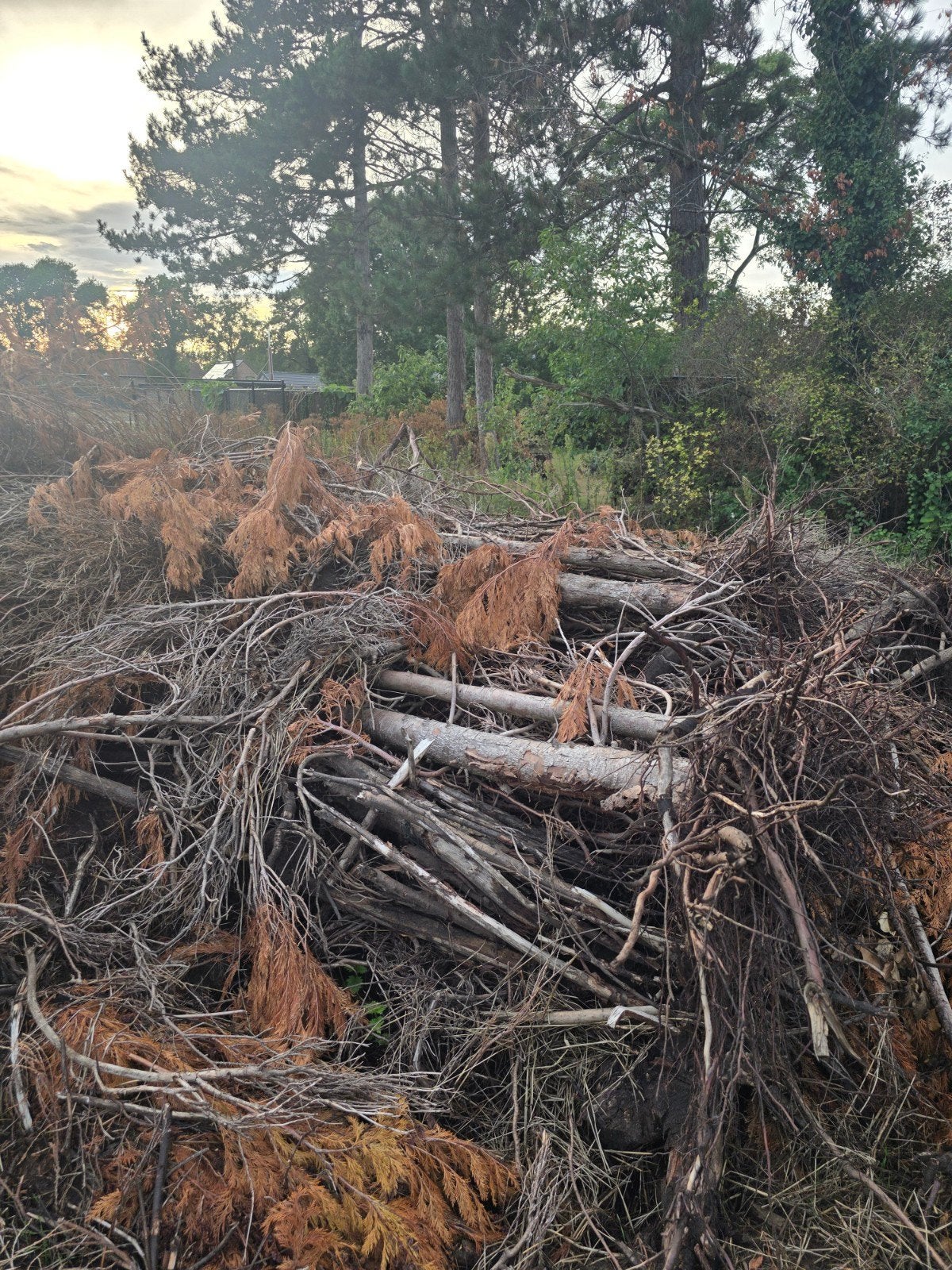 Gratis af te halen bomen, Tuin en Terras, Brandhout, Ophalen