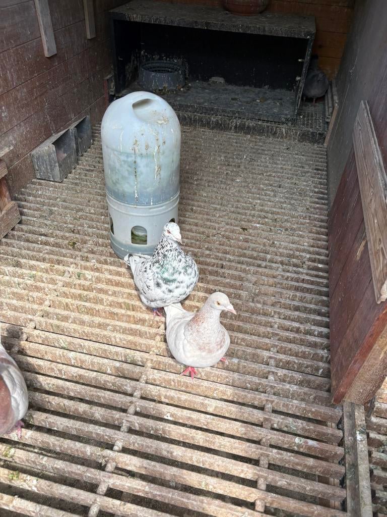 Texan duiven, Dieren en Toebehoren