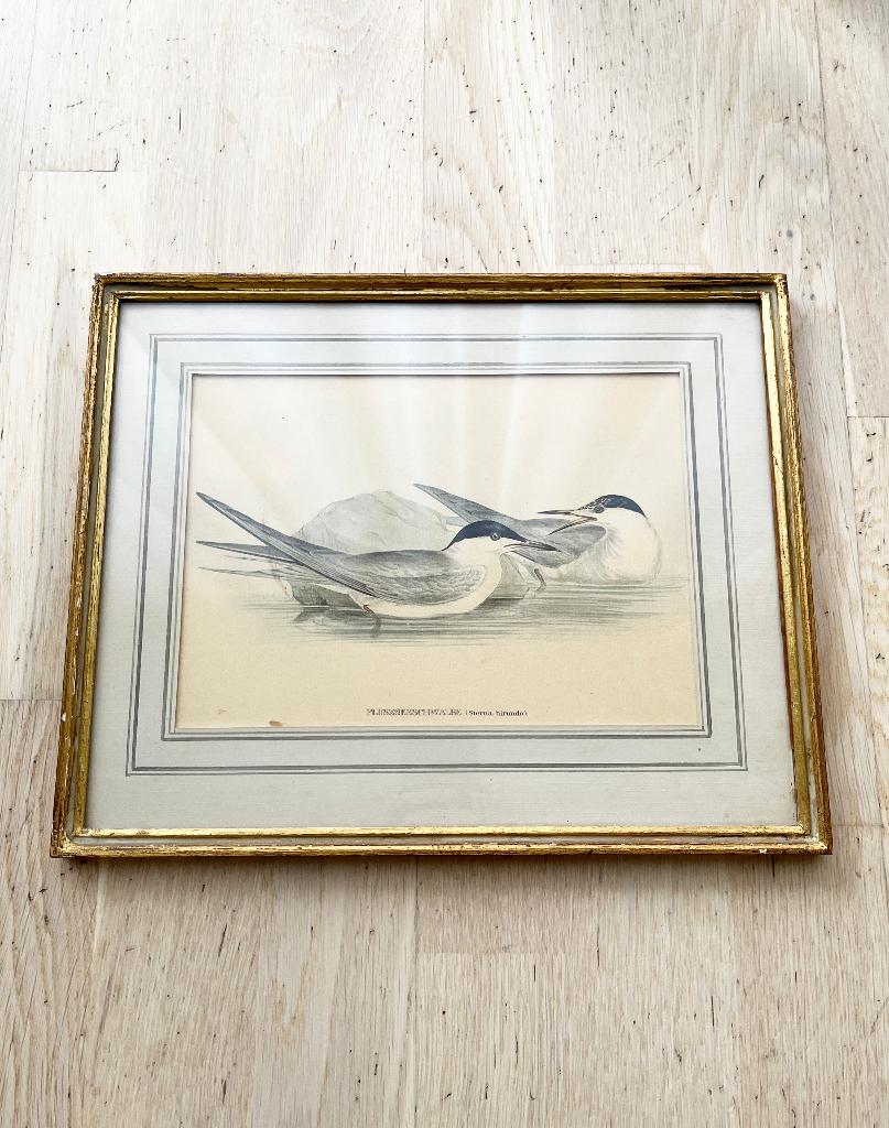 Gravure ancienne Sterne pierregarin encadré brocante, Enlèvement ou Envoi