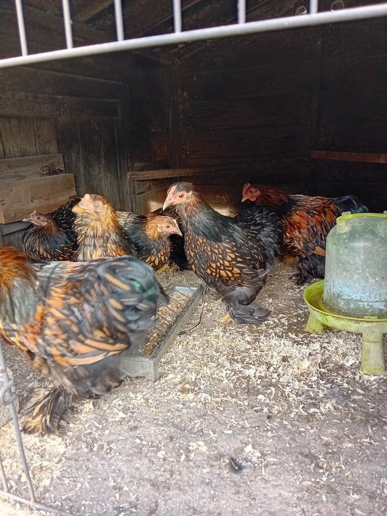 Cochin krielen, Plusieurs animaux, Poule ou poulet