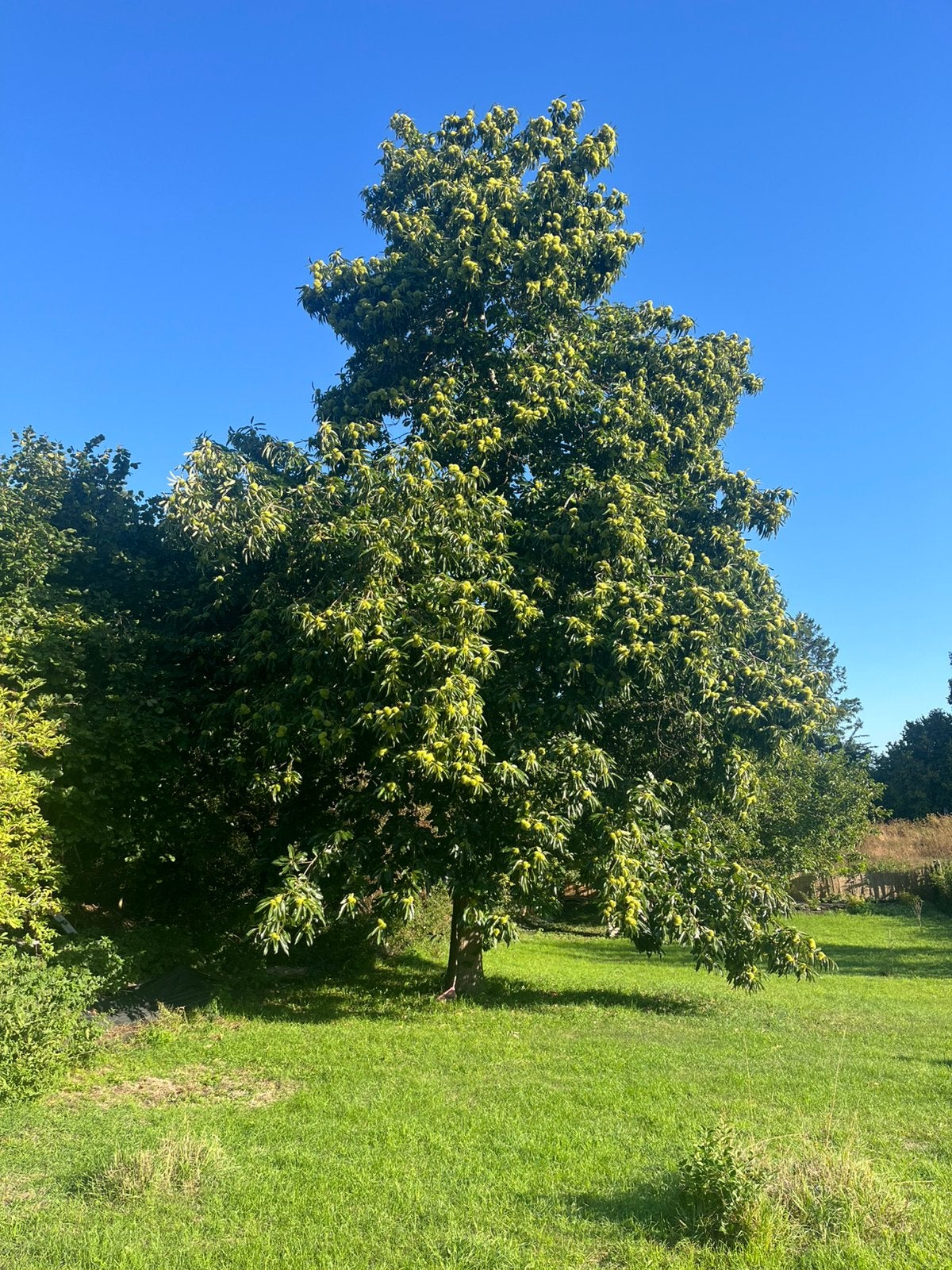 Châtaignes fraîches du jardin… Bientôt !, Jardin & Terrasse, Enlèvement, Autres espèces, Automne