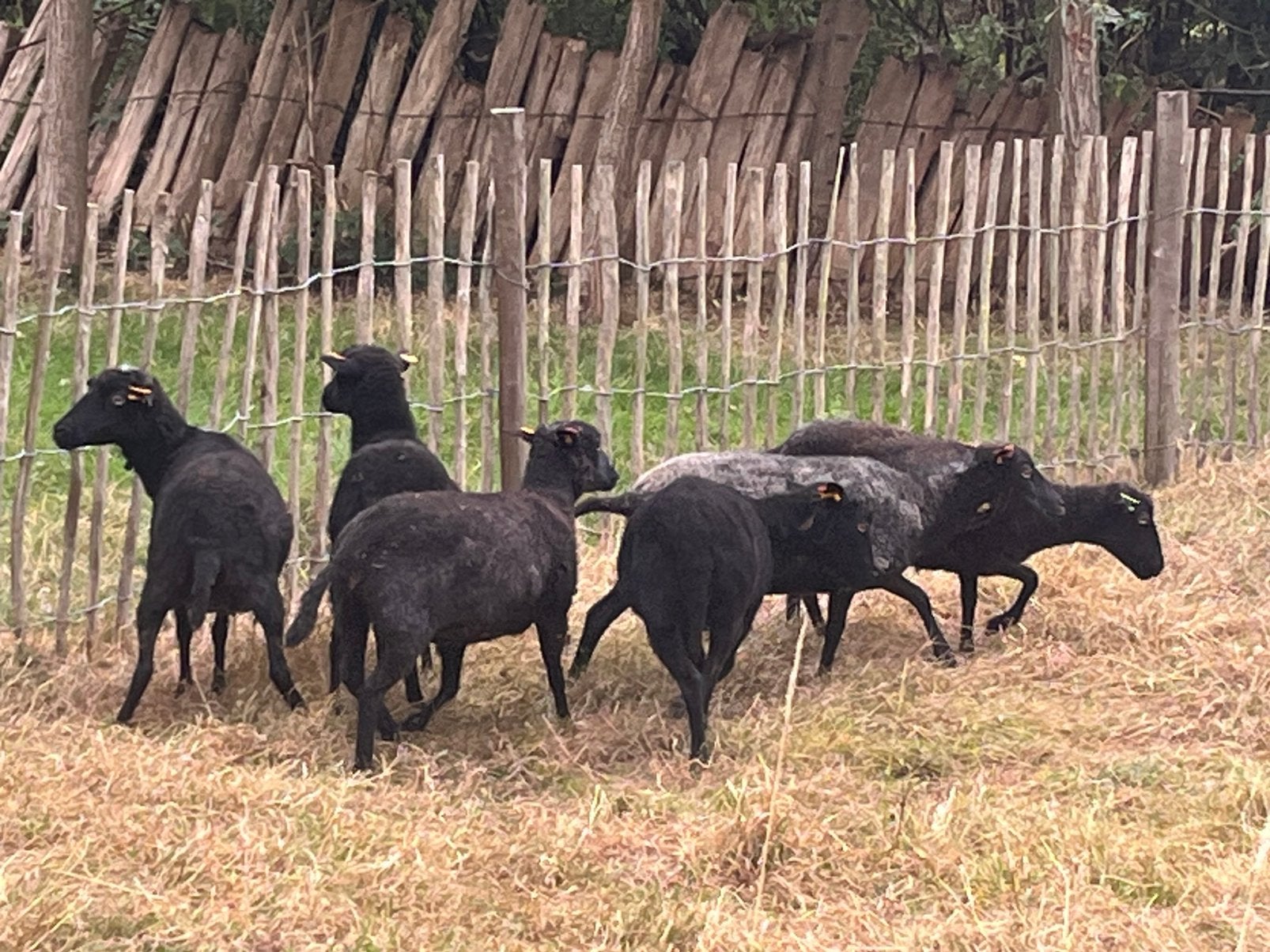 6 ouessant ooien, Femelle, Mouton, 0 à 2 ans