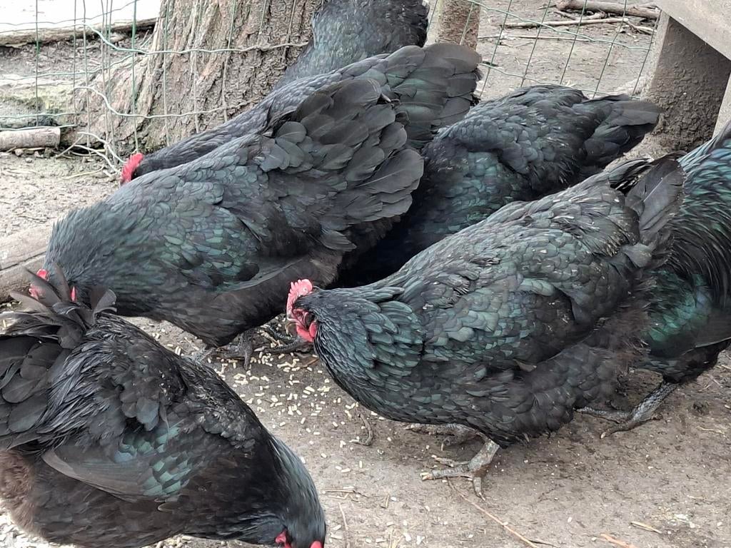 Australorp hennen zwart, Dieren en Toebehoren