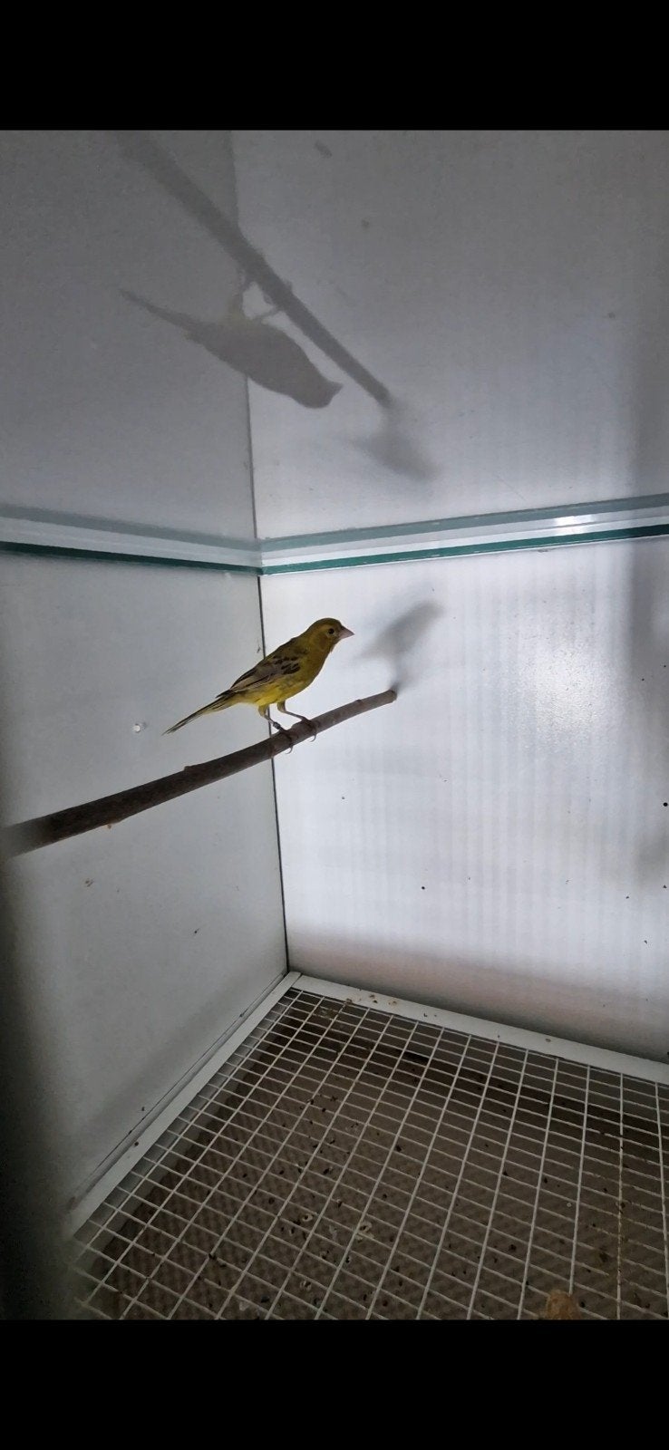 raza kanarie koppel 2025 ring, Dieren en Toebehoren, Vogels | Kanaries