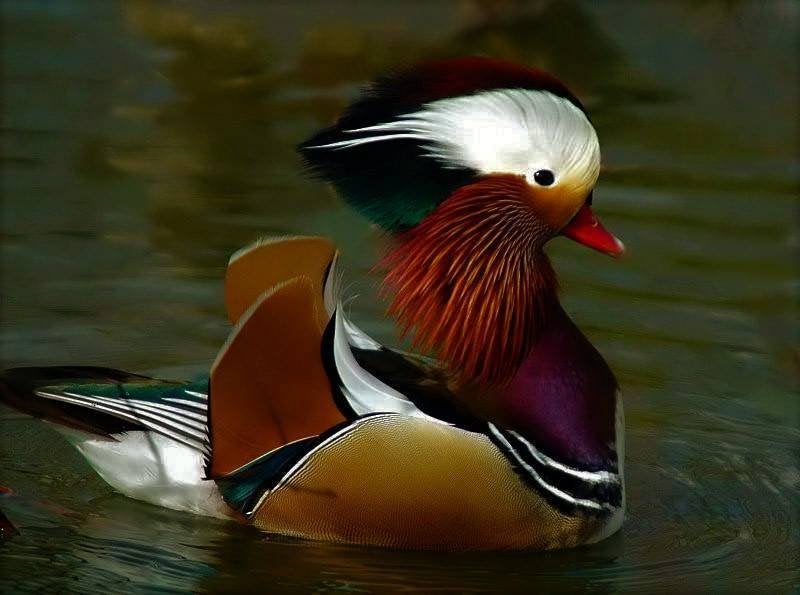 Mandarijneend, Dieren en Toebehoren, Meerdere dieren, Eend