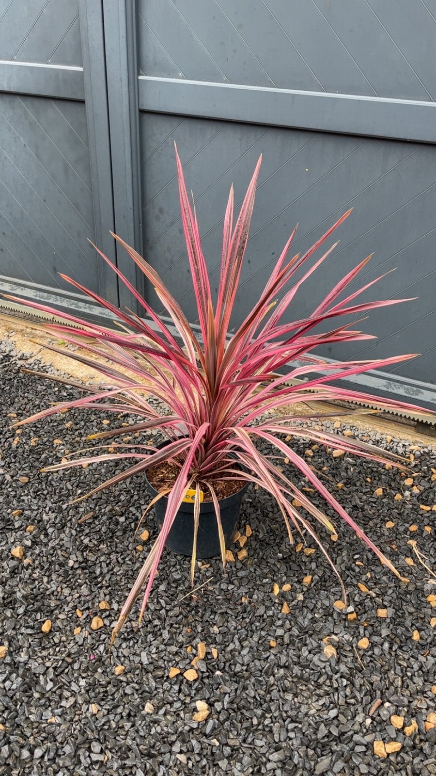 Cordyline “Southern Splendour” – Plante exotique, Enlèvement ou Envoi