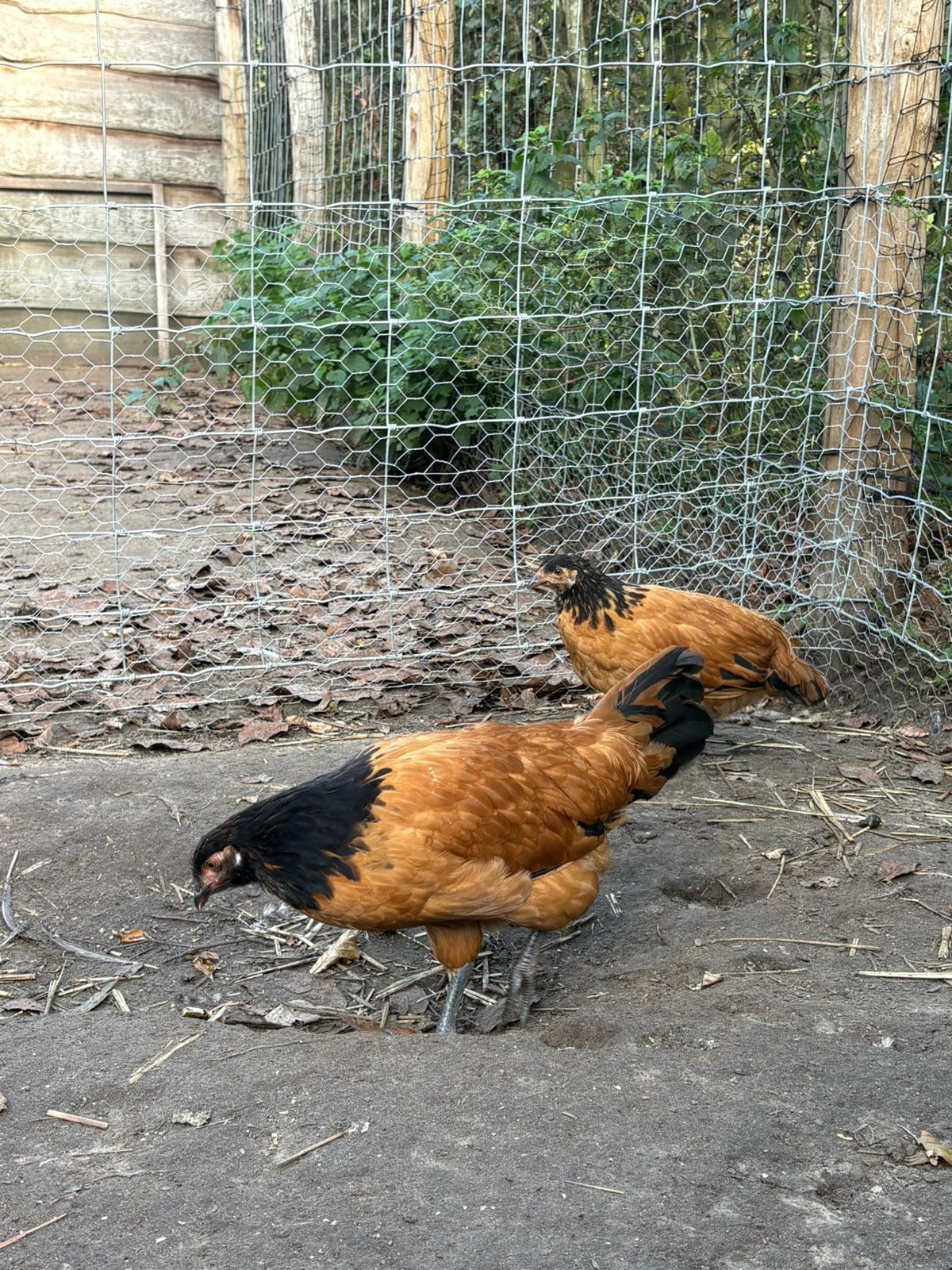 Vorwerk hennen, Dieren en Toebehoren