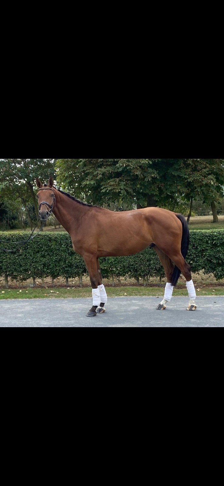 knappe topper voor de toekomst!, 165 à 170 cm, Cheval de saut, 3 à 6 ans, Hongre