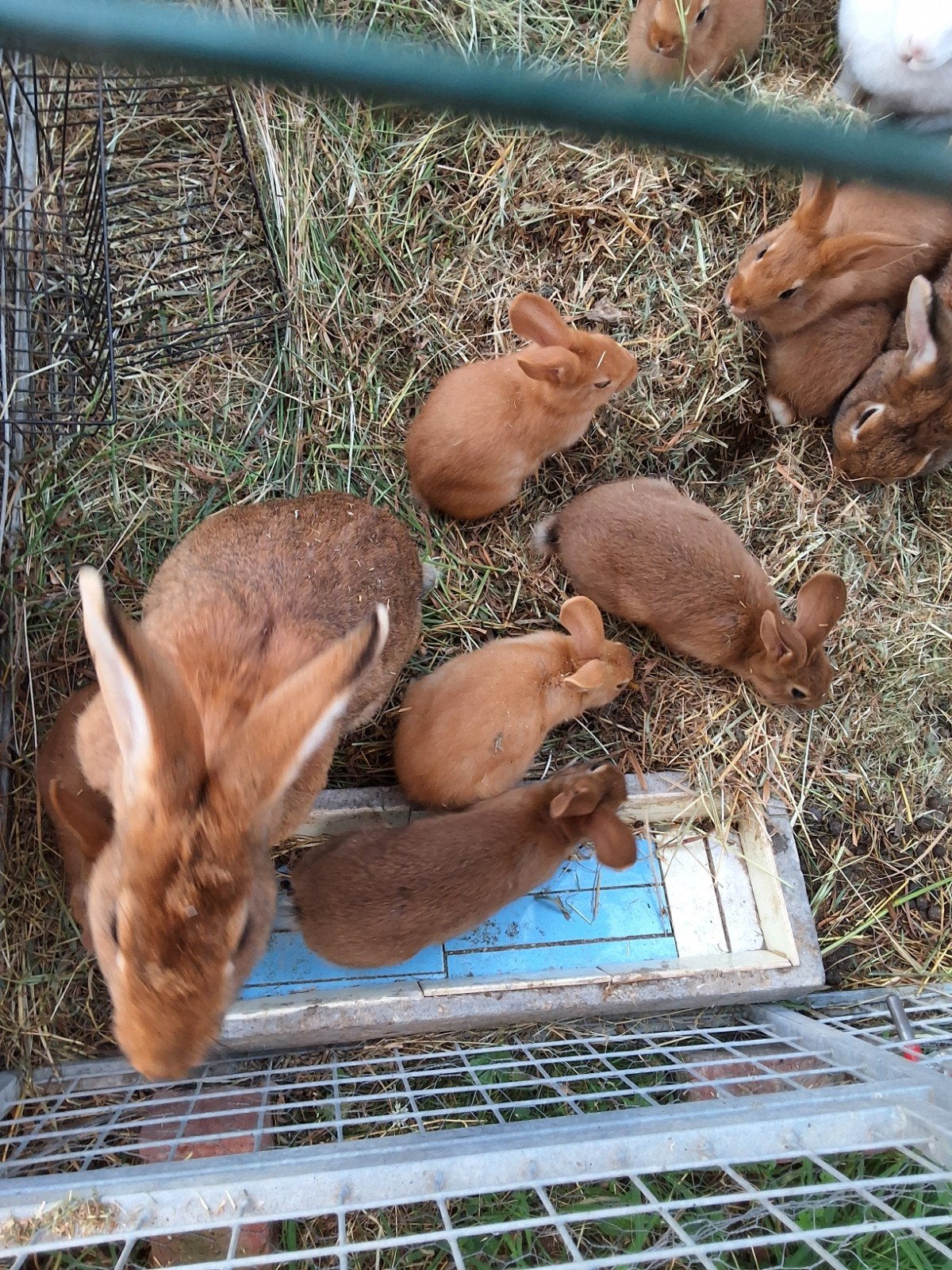 jonge konijnen te koop (gevaccineerd), Animaux & Accessoires, Lapins, Grand, Plusieurs animaux, 0 à 2 ans