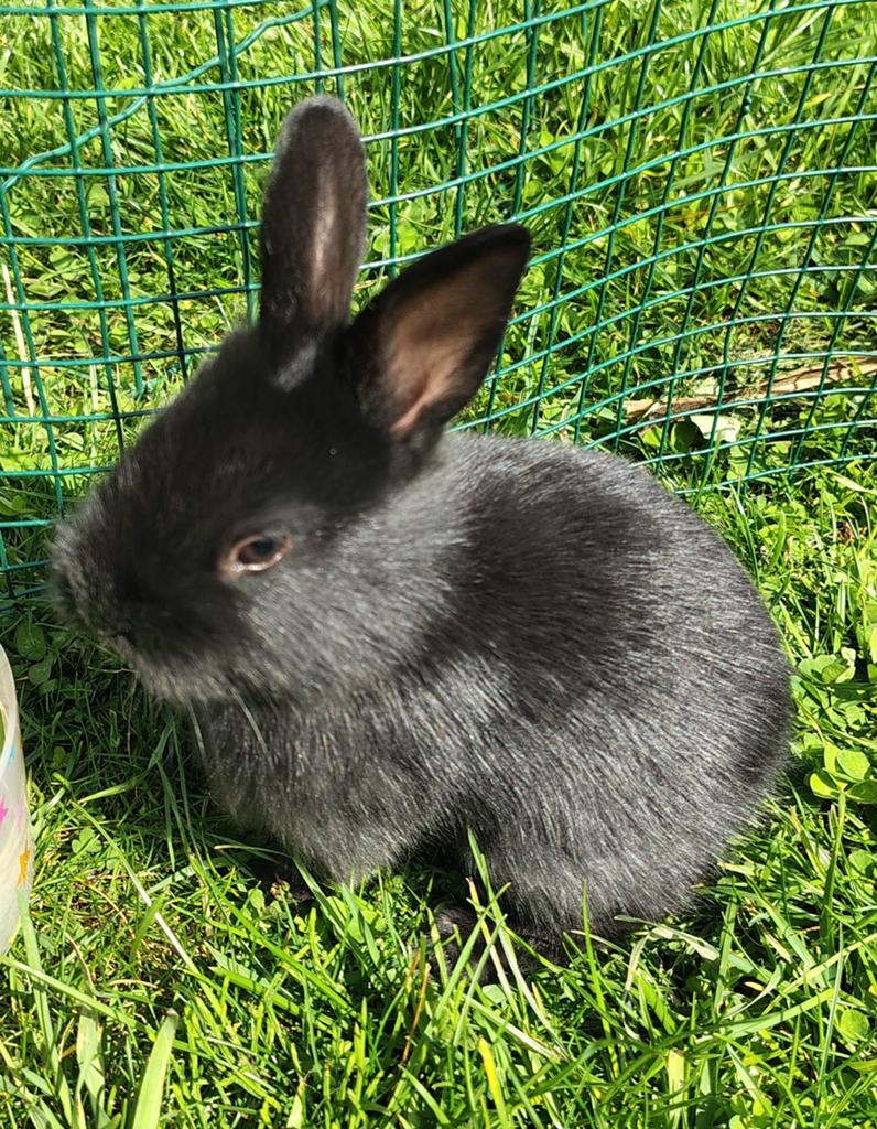Konijnen te geef. 3 in totaal., Dieren en Toebehoren, Konijnen