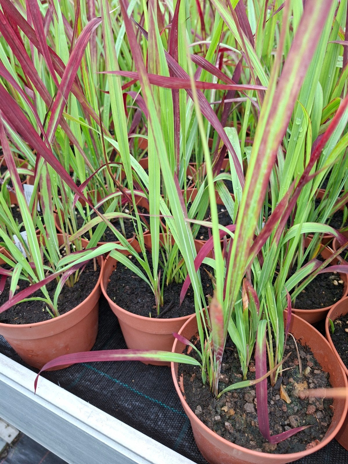 Bloodgrass japonais, Enlèvement