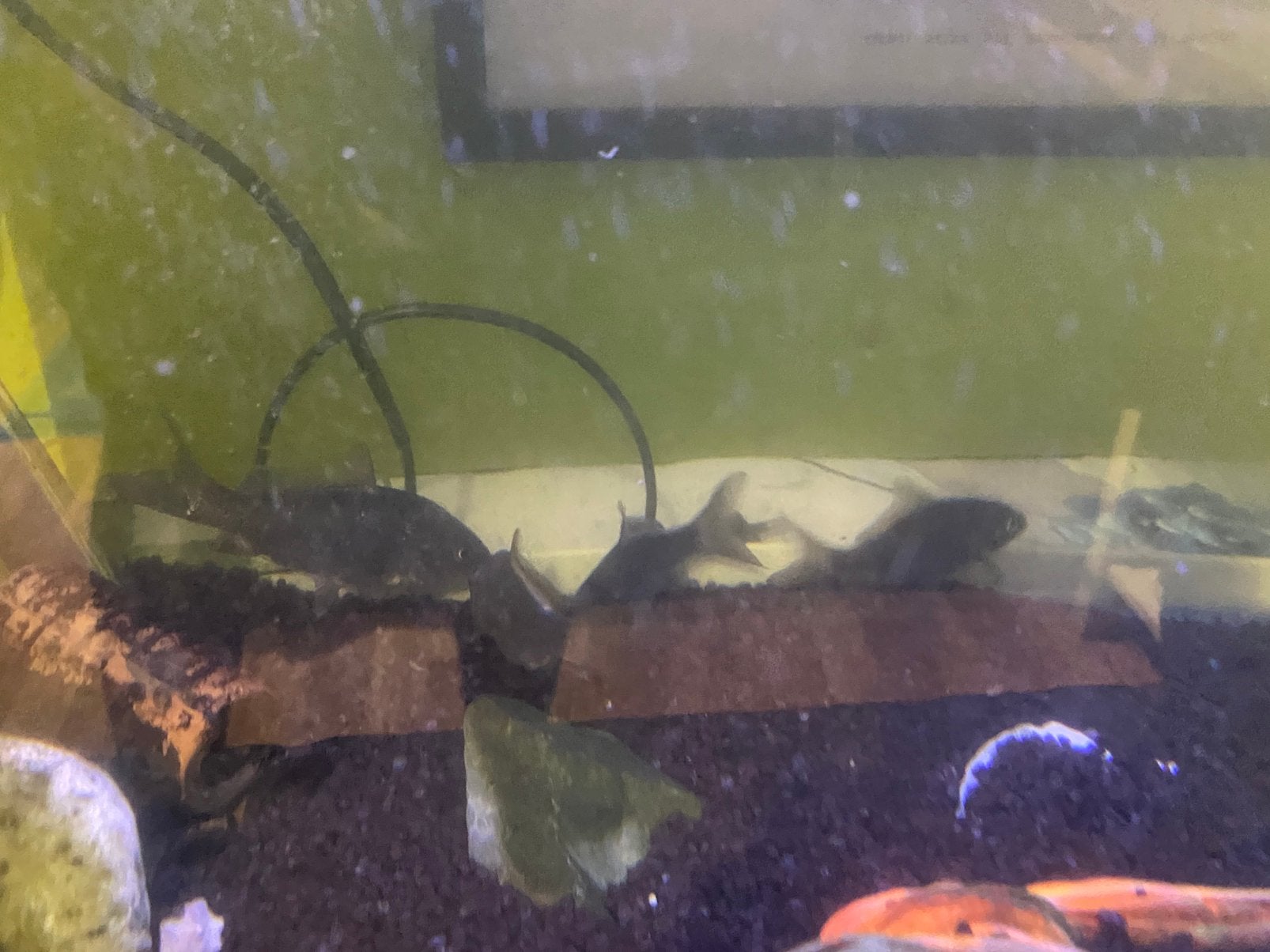 Karpers, Dieren en Toebehoren, Vissen | Vijvervissen, Karper of Koi