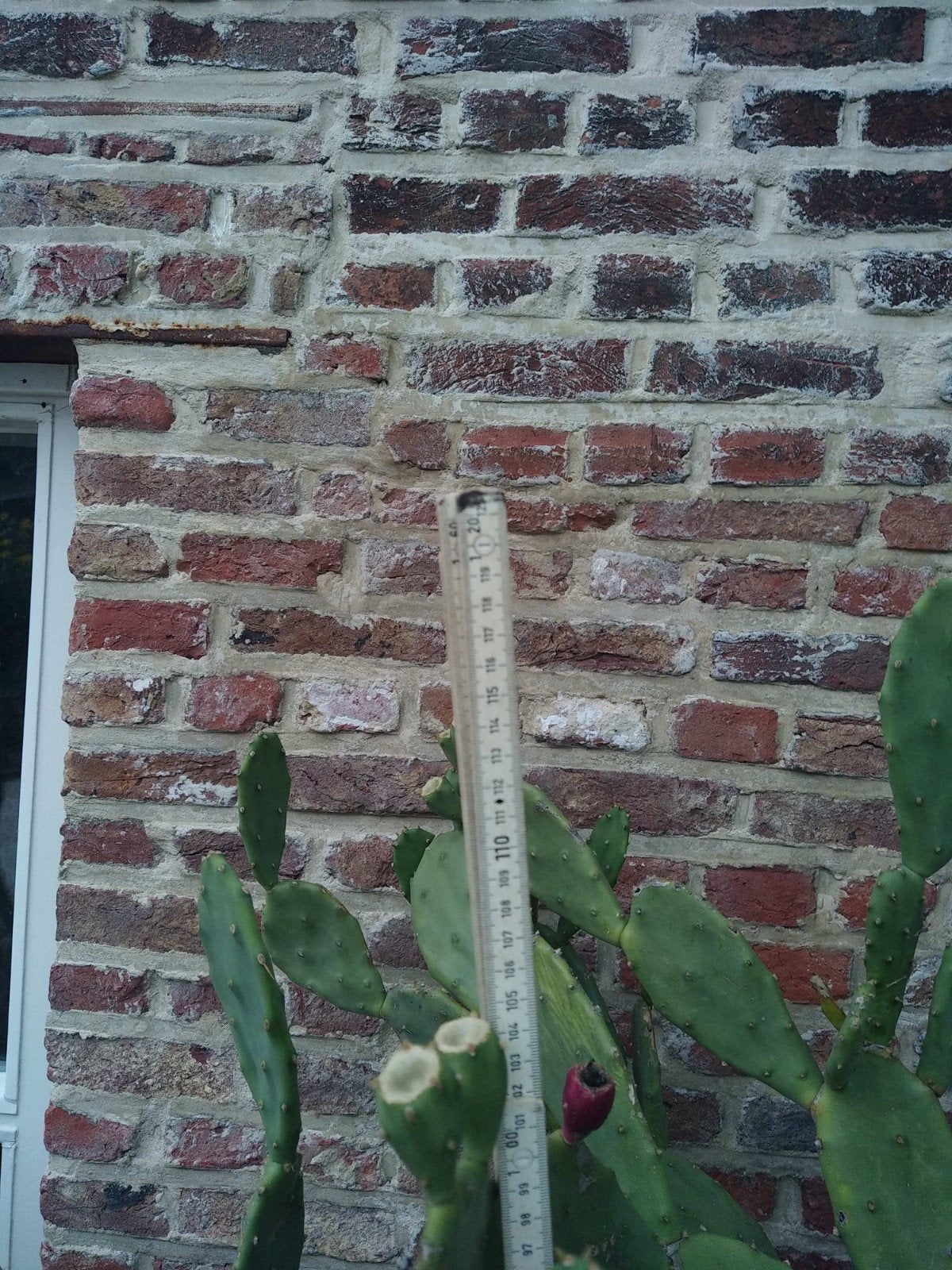 schijfcactus of vijgcactus, Maison & Meubles, En pot, Plante à fleurs, Enlèvement, Cactus