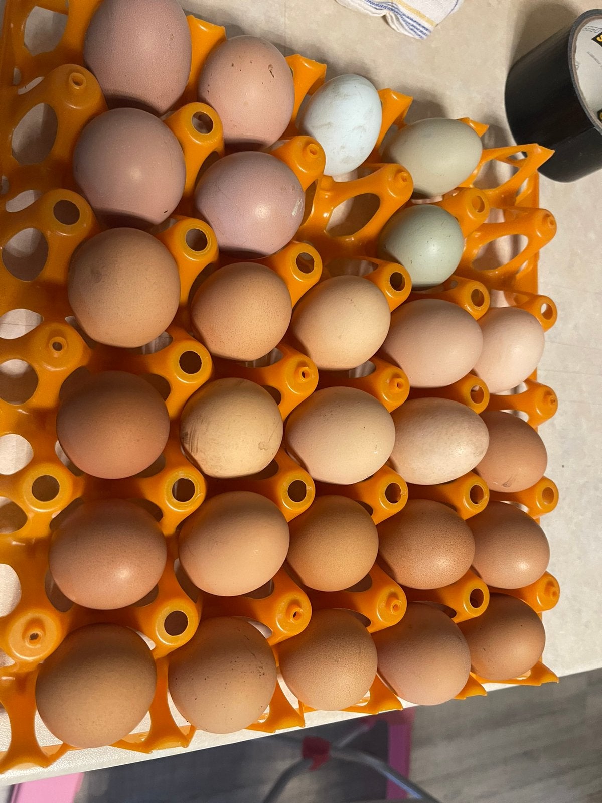 Verse eieren, Dieren en Toebehoren, Vrouwelijk, Kip