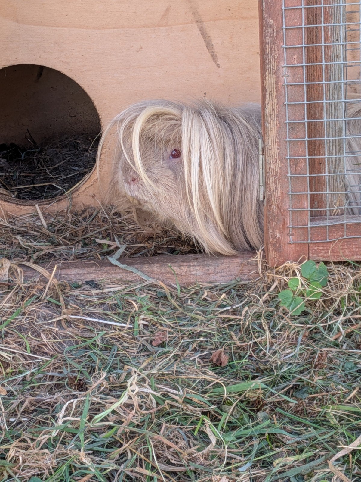 peruviaan beer, Dieren en Toebehoren, Knaagdieren, Juni, Mannelijk, Cavia