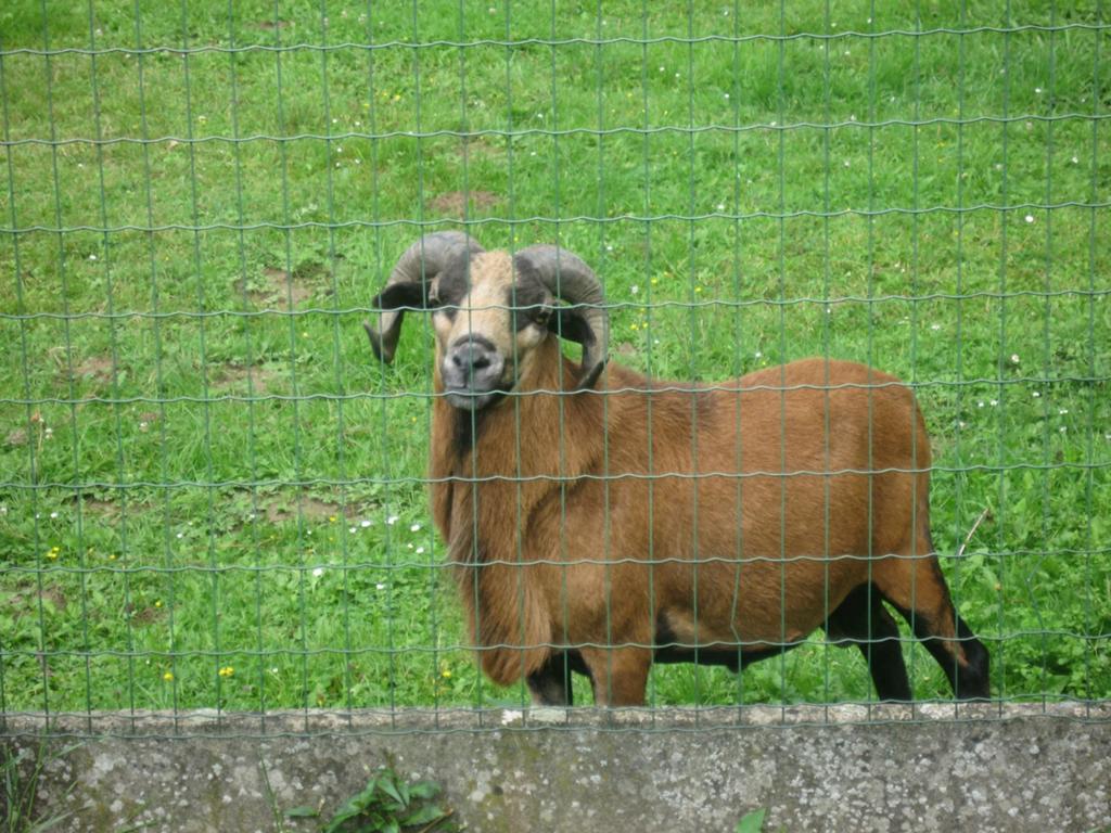 Kameroen schaap, Dieren en Toebehoren, Schaap
