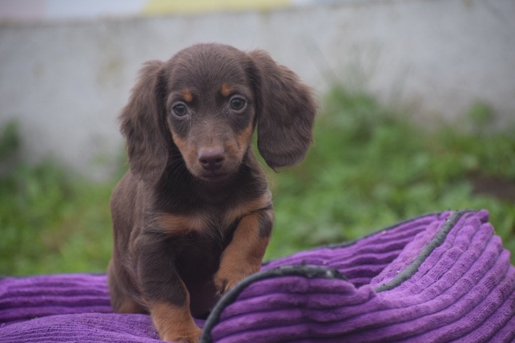 Les chiots teckel choisissent parmi 3 jeunes portées, Animaux & Accessoires, Belgique, Plusieurs, 8 à 15 semaines, Éleveur | Professionnel