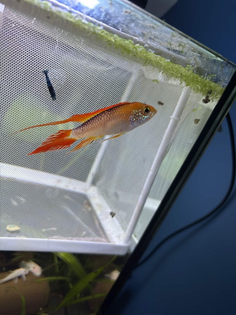 apistogramma agassizii fire red, Dieren en Toebehoren, Vis, Zoetwatervis