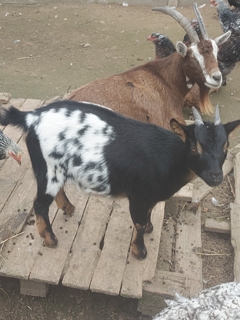 Twee mooie jonge vrouwelijke geitjes, Dieren en Toebehoren, Vrouwelijk, Geit, 0 tot 2 jaar