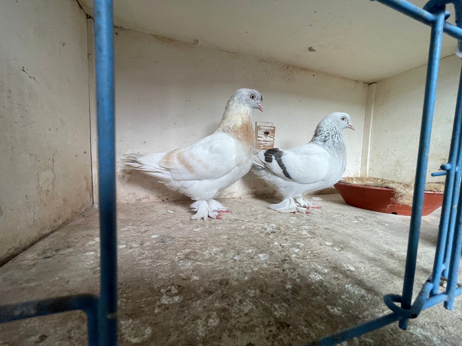 Takla kopel, Dieren en Toebehoren