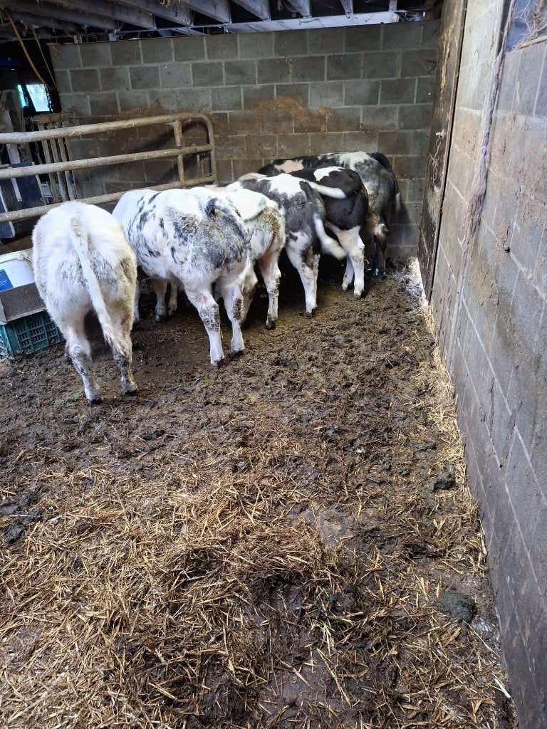 Jonge stiertjes, Animaux & Accessoires, Mâle
