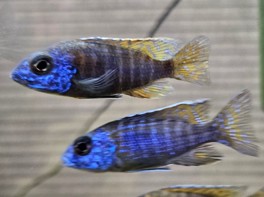 Aulonocara stuartgranti malawi cichliden, Vis, Zoetwatervis