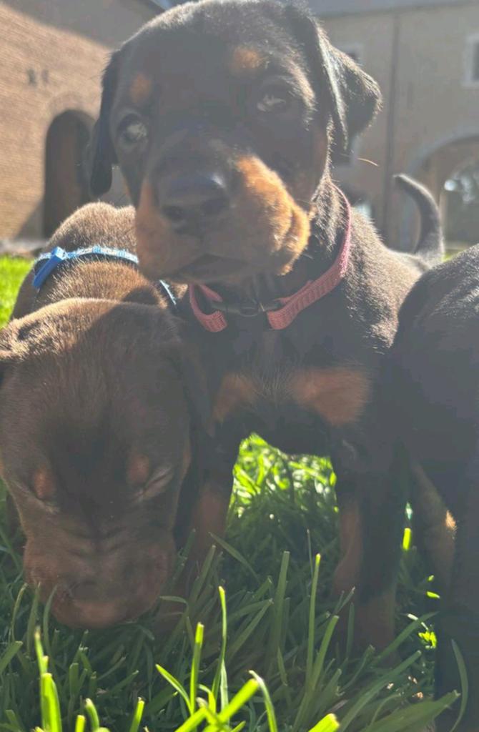 Chiot Doberman, Animaux & Accessoires, Chiens | Bouledogues, Pinschers & Molossoïdes, Hépatite contagieuse (maladie de Rubarth)