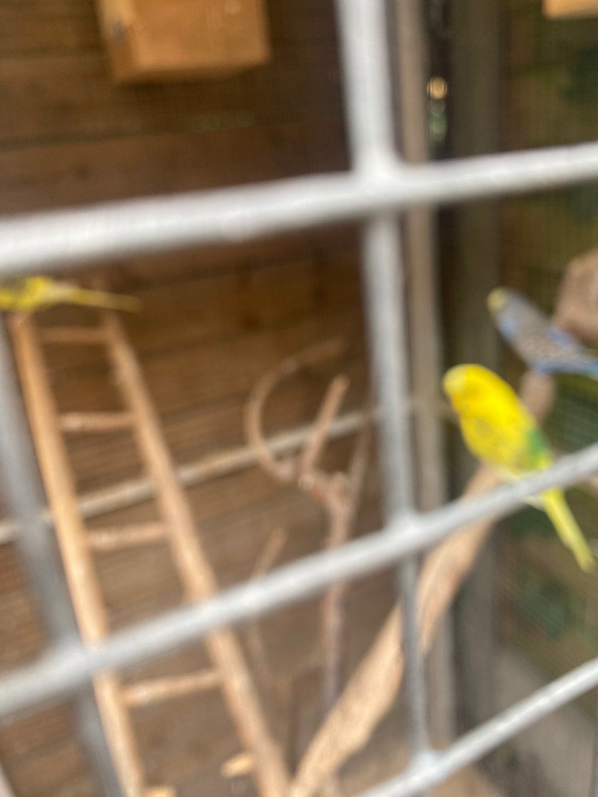 Engelse grasparkieten, Dieren en Toebehoren