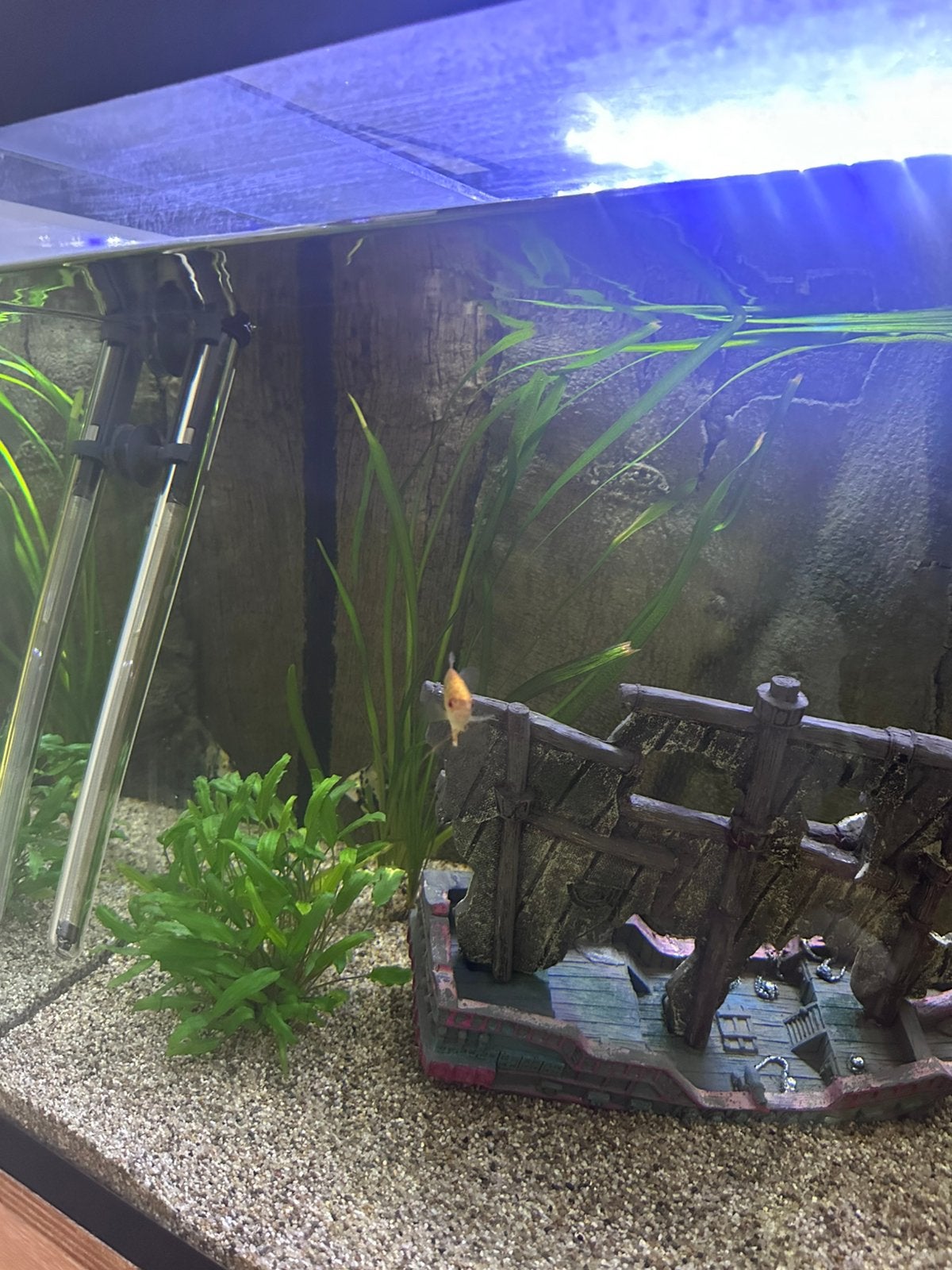 Aquarium met kast te koop, Dieren en Toebehoren, Ophalen, Inclusief vissen, Gebruikt, Gevuld zoetwateraquarium