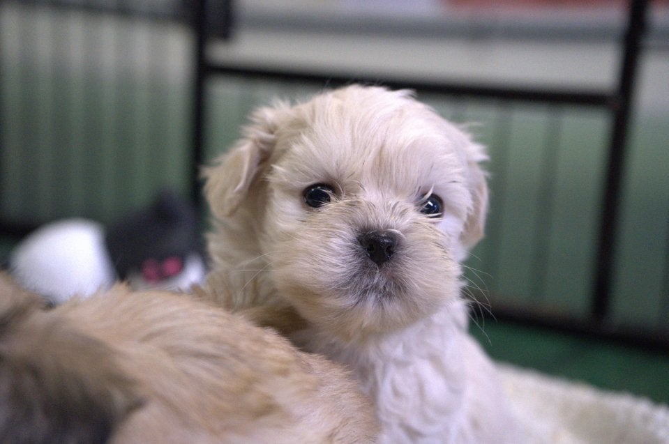 Lhasa-Apso, Animaux & Accessoires, Maladie de Carré (chiens), Autres races, Plusieurs, Belgique