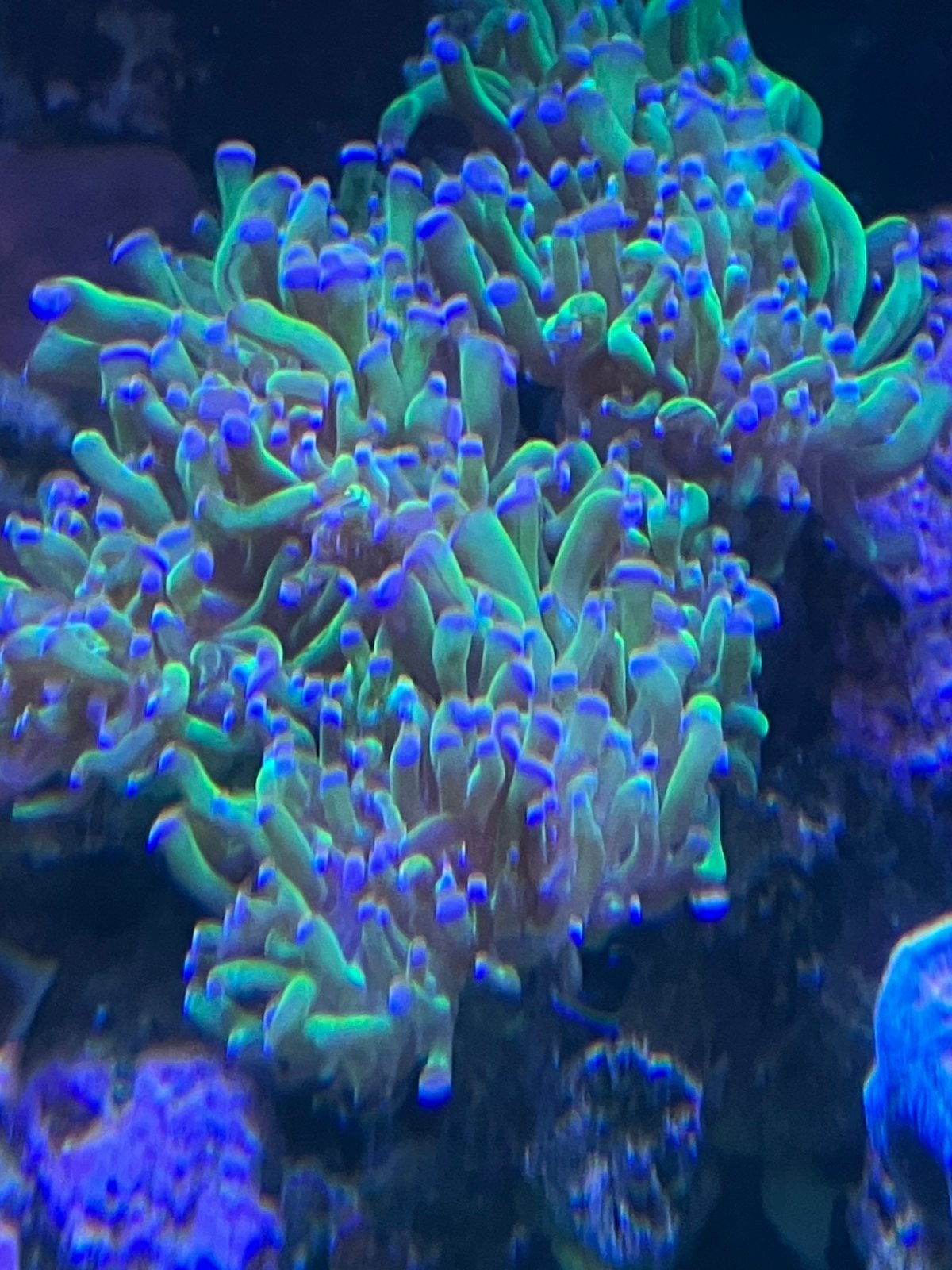Stekken koralen zeeaquarium, Animaux & Accessoires, Enlèvement