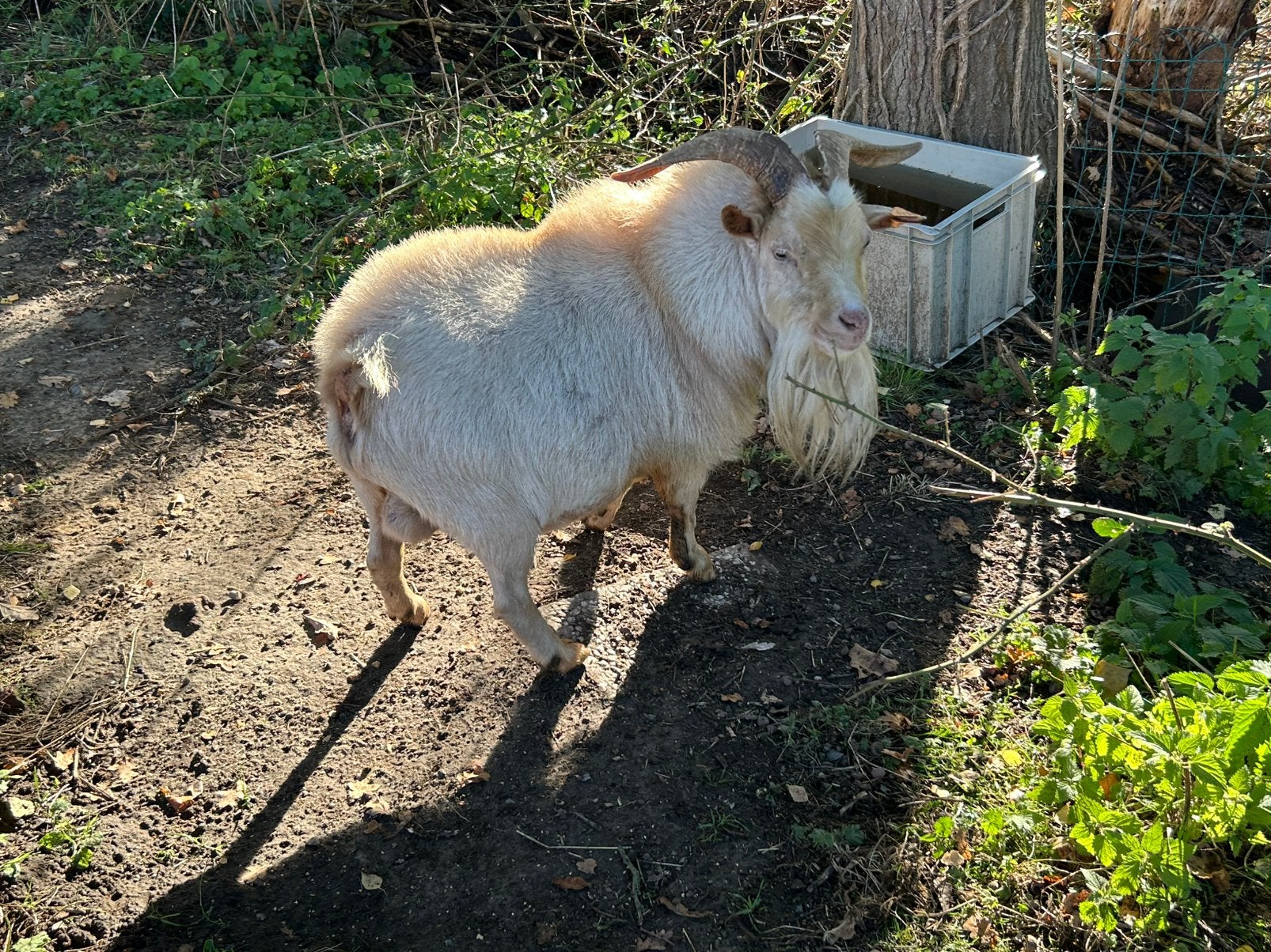 Dwerggeit dekbok zoekt nieuwe thuis, Dieren en Toebehoren, Mannelijk, Geit, 3 tot 5 jaar