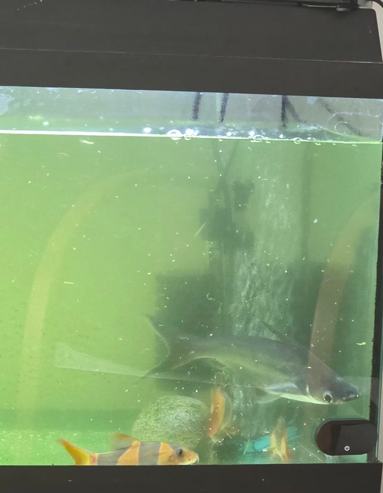 Free fish, Ophalen