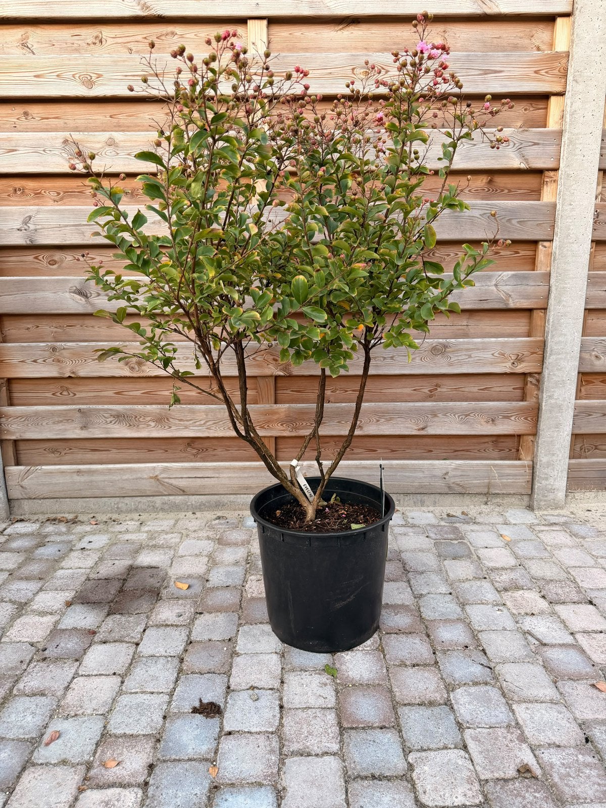 Lagerstroemia, Tuin en Terras, Ophalen