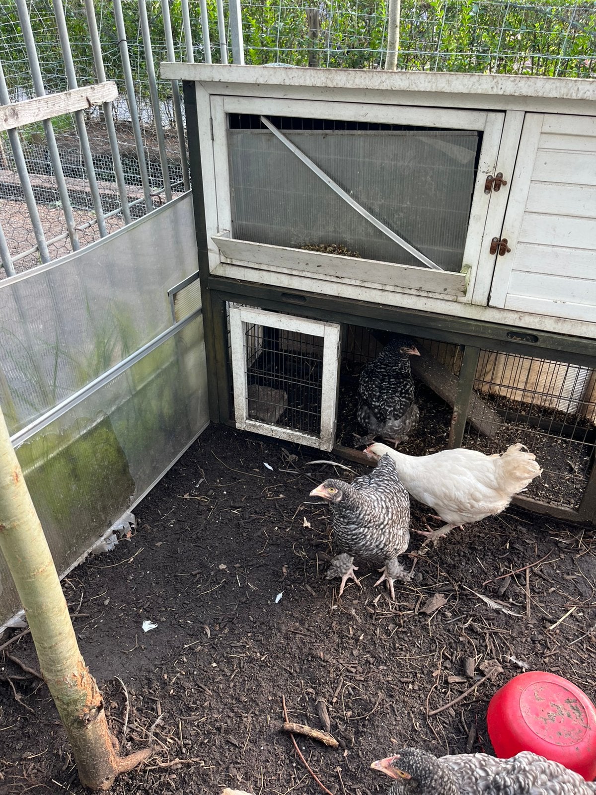Mechelse koekoek hennen wildkleur, Dieren en Toebehoren, Pluimvee
