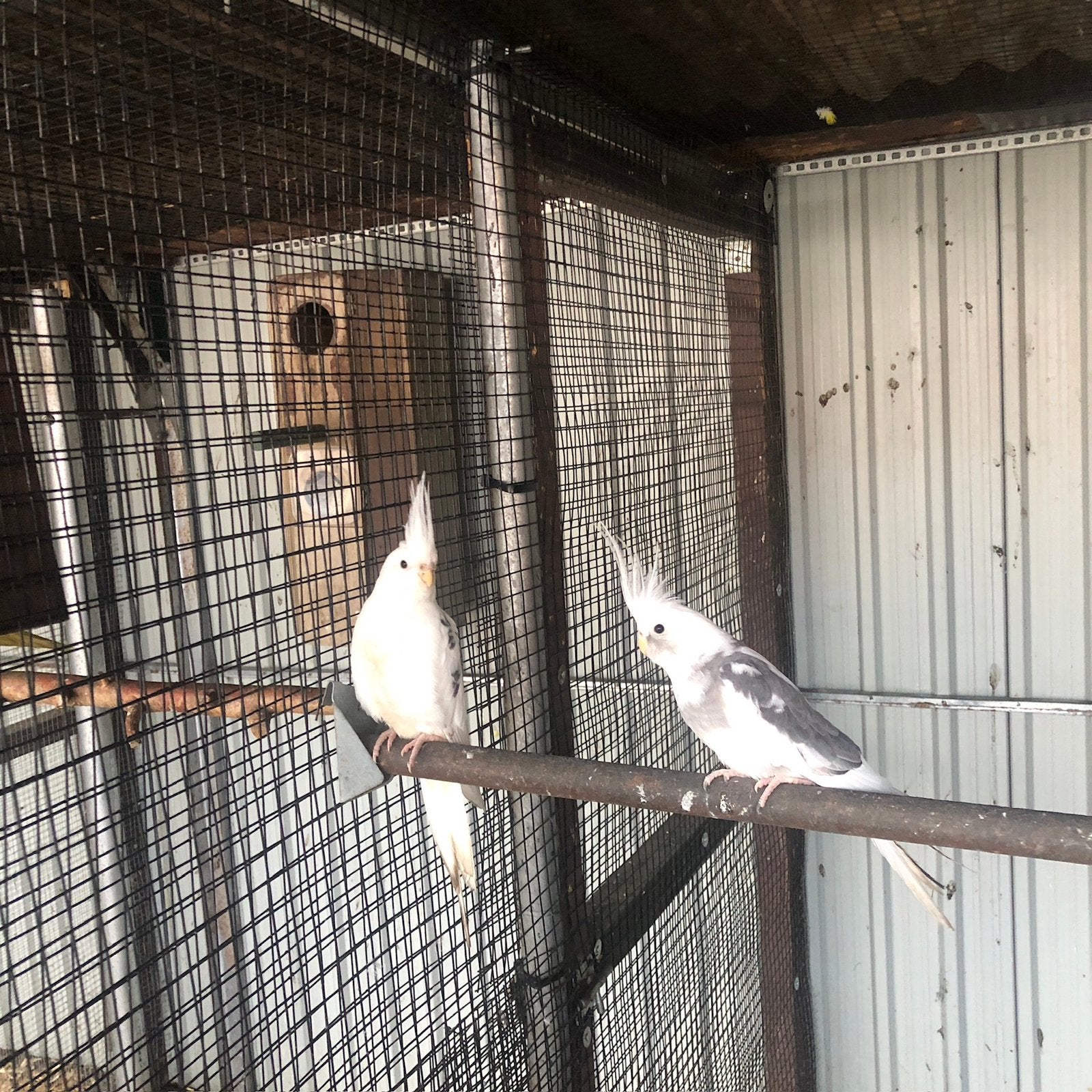 WITKOP VALKPARKETEN, Dieren en Toebehoren, Geringd