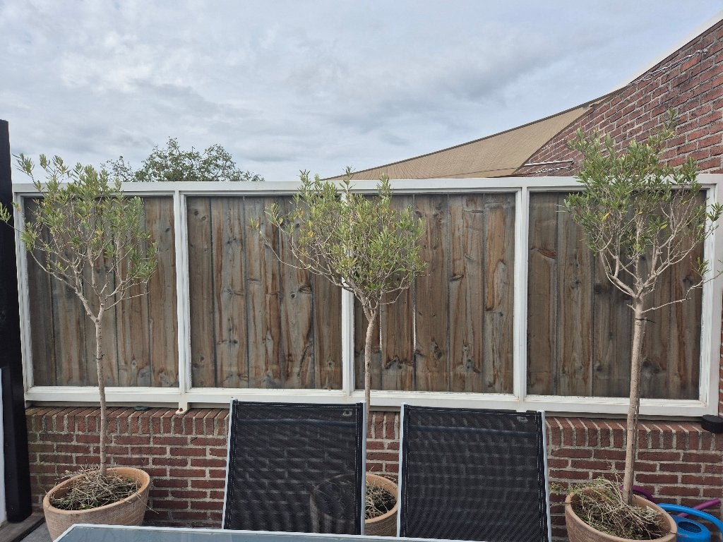 3 olijfbomen +/- 1.75 h., Tuin en Terras, Planten | Bomen, Ophalen, Volle zon, Olijfboom, 100 tot 250 cm