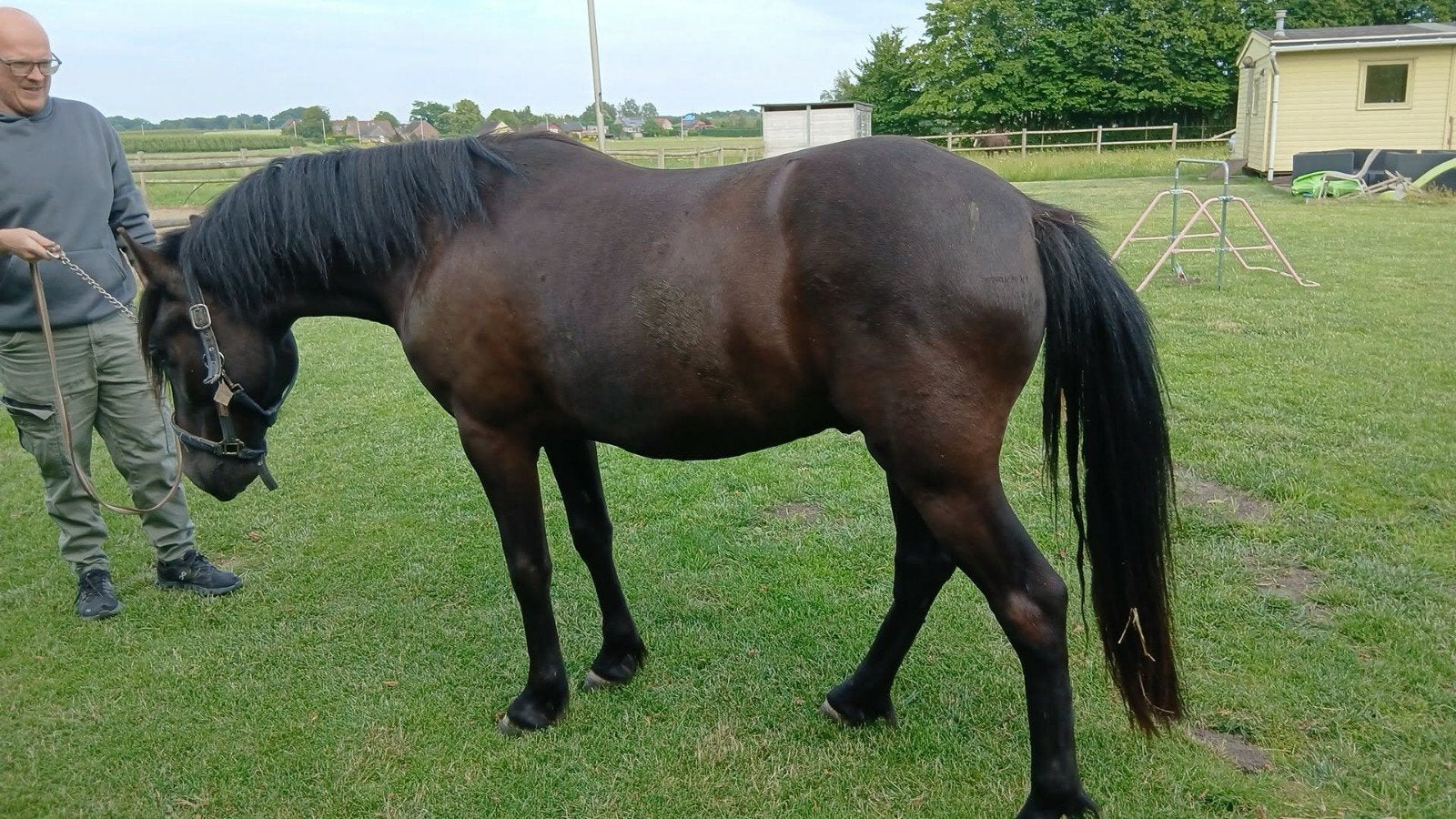 Liefe 5 jarige ruin, Dieren en Toebehoren, Pony's, Ruin, Zadelmak