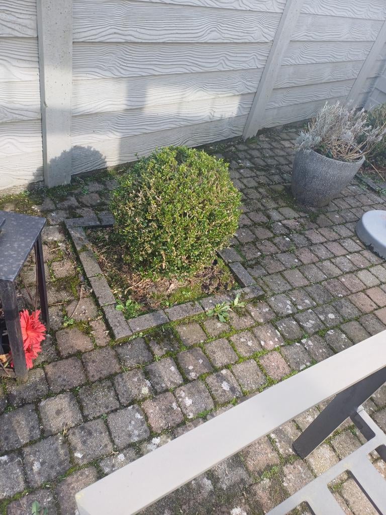 Buxus, 3 bollen en haagje, gratis afhalen, Ophalen