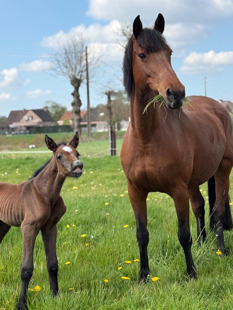Numero uno X Carthago fokmerrie of wandelpaard, Dieren en Toebehoren, Merrie, Springpaard, Met stamboom, Niet van toepassing