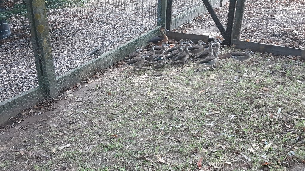 Pluimvee kwartels eenden, Dieren en Toebehoren, Meerdere dieren, Overige soorten